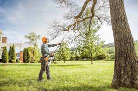 Best Fruit Tree Pruning  in Park City, MT